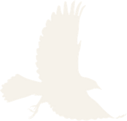 Blackbird502